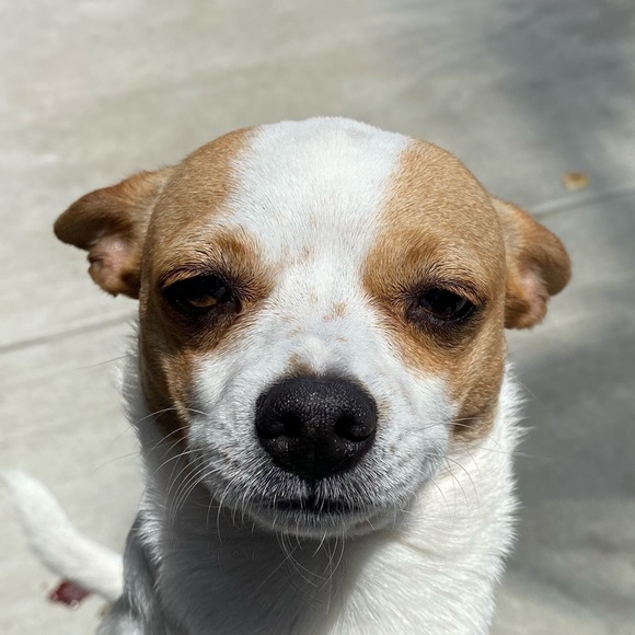 Meet your Posher, Alexis - Picture 1 of 1